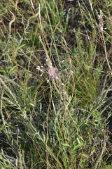 Allium praescissum