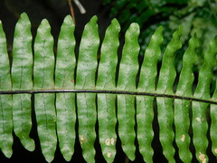 Thylacopteris papillosa