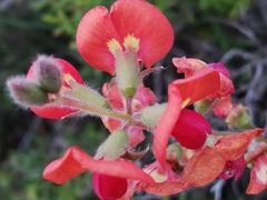 Gastrolobium villosum
