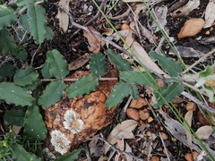 Gastrolobium villosum