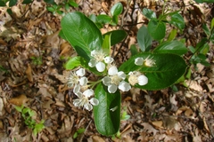 Photinia floribunda