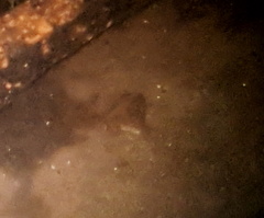 Xenopus laevis