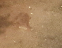 Xenopus laevis