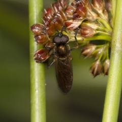Pyrophaena granditarsis