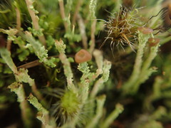 Cladonia glebosa