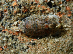 Isocladus armatus
