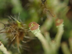 Cladonia glebosa