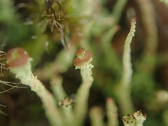 Cladonia glebosa