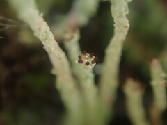 Cladonia glebosa