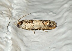 Eucosma ornatula