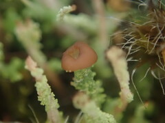 Cladonia glebosa