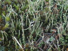 Cladonia glebosa