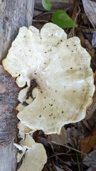 Favolus acervatus