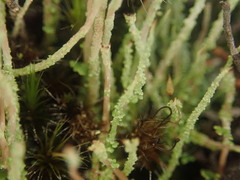 Cladonia glebosa
