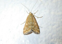 Loxostege munroealis