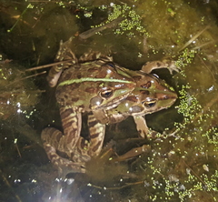 Amietia poyntoni