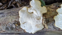 Favolus acervatus