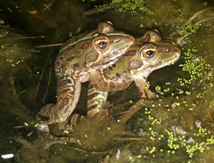 Amietia poyntoni
