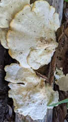 Favolus acervatus