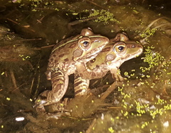 Amietia poyntoni