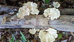 Favolus acervatus