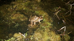 Amietia poyntoni