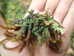 Psoroma asperellum