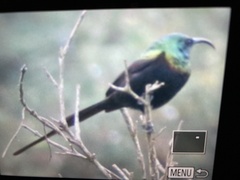 Nectarinia kilimensis