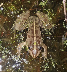 Amietia poyntoni