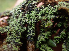 Psoroma asperellum
