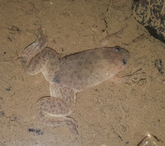 Xenopus laevis
