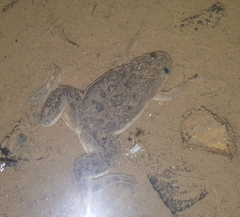 Xenopus laevis