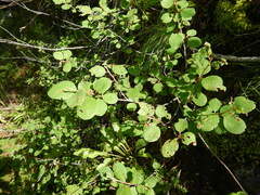 Cotoneaster cinnabarinus