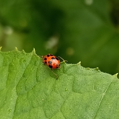 Paridea octomaculata
