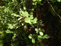 Cotoneaster cinnabarinus