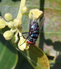 Chrysomya chloropyga