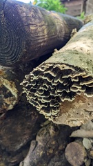 Trametes versicolor