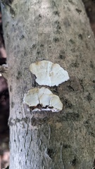 Trametes versicolor