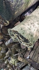 Trametes versicolor