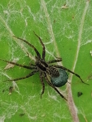 Acantholycosa lignaria