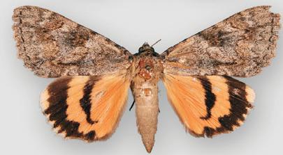 Jessica Underwing