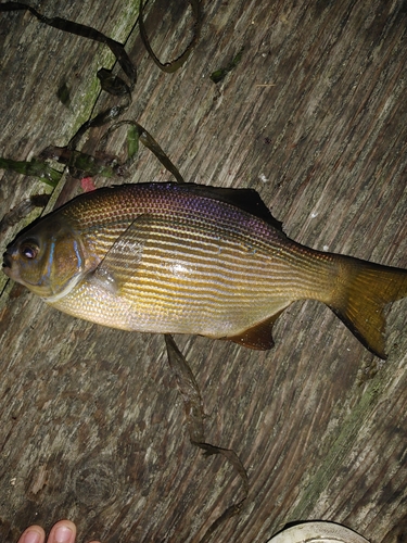 Striped Surfperch