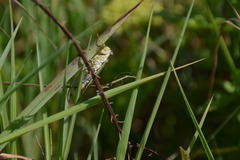 Diceroprocta delicata