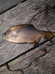 Striped Seaperch photo 2