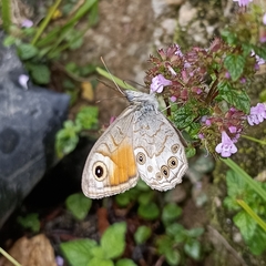 Lasiommata schakra