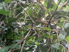 Cyornis sumatrensis