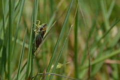 Diceroprocta delicata