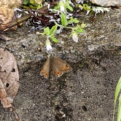 Lasiommata schakra