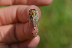 Diceroprocta delicata