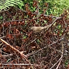 Trochalopteron lineatum